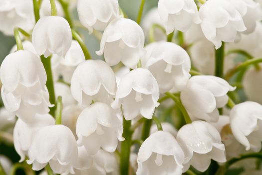 bouqet of springtime flowers  Convallaria close up
