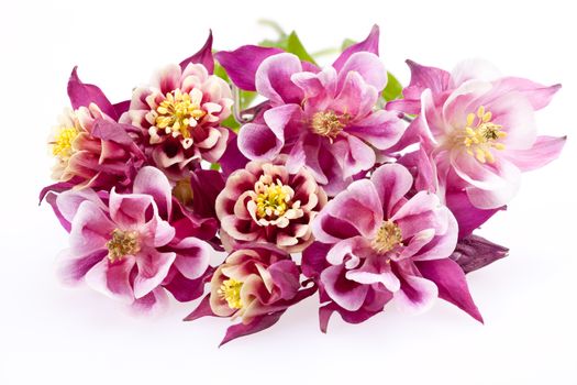 bouquet blooming flowers of Aquilegia vulgaris isolated on white background
