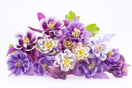 bouquet of multi-colored flowers of Aquilegia vulgaris isolated on white background