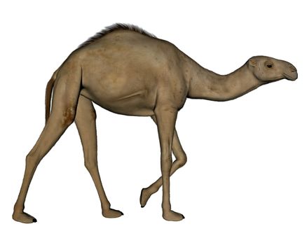 Camel walking isolated in white background - 3D render