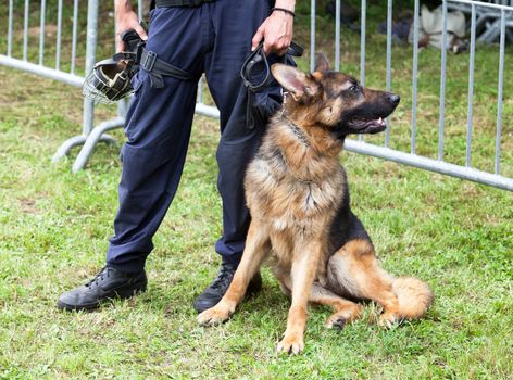 Police officer with the german shepherd police dog