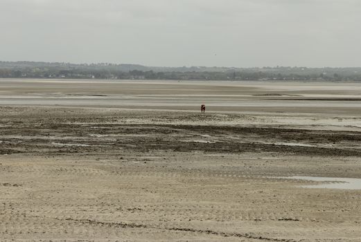 Walking on the muddy fields to Mont St Michel requires a guide