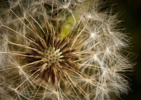 abstract background detail flowering dandelion
