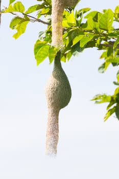 Baya weaver bird nest at a branch of the tree