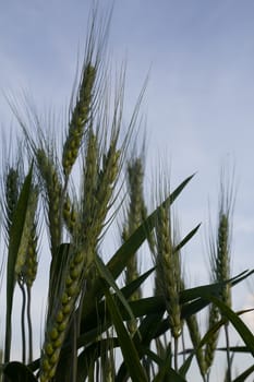 Close up Wheat field in country side,Thailand