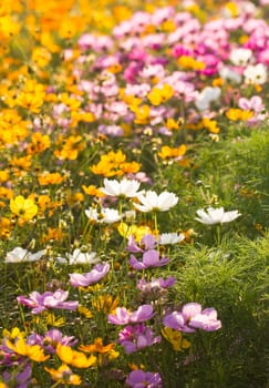 Colorful cosmos flowe family fompositae in garden