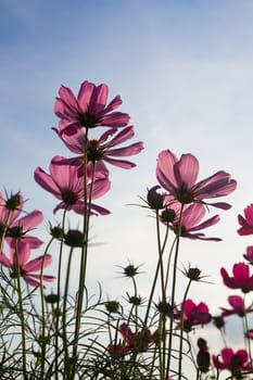 Pink Cosmos flower family fompositae in garden