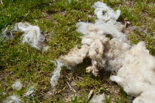 Detail of sheared sheep fleece on green grass
