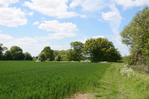 Field of young green wheat plants, edged by trees coming into leaf