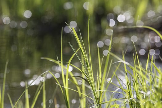 green grass on the bank of a pond