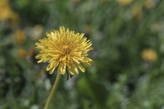 yellow dandelion closeup on the blurry background