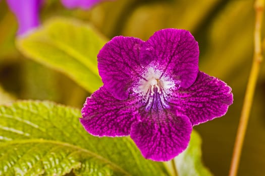 Purple flower of the Cape Violet (Streptocarpus)