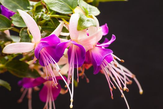 Group of Fuchsia flowers in macro on a dark background.