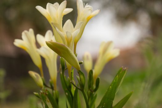 The scent of wildflowers in a day of april