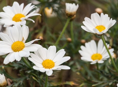 The white daises in the afternoon