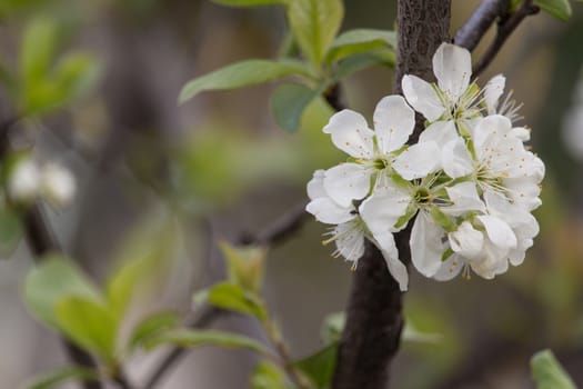 Flowering tree in spring