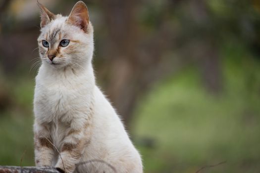 a cat waiting for prey or game?