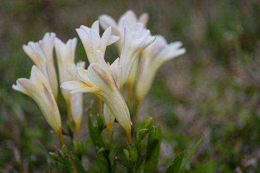 The scent of wildflowers in a day of april