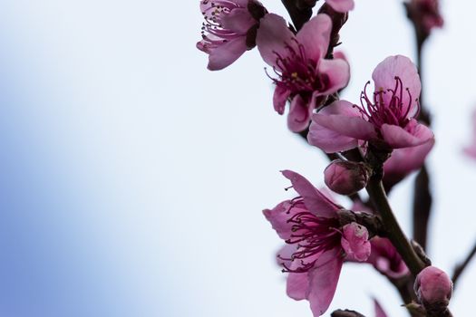 peach flowers in a strange spring