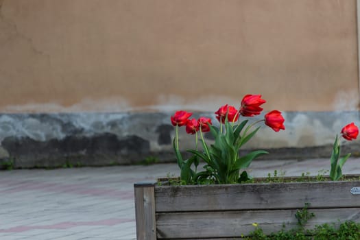 The tulips in the wind in a cold day of april