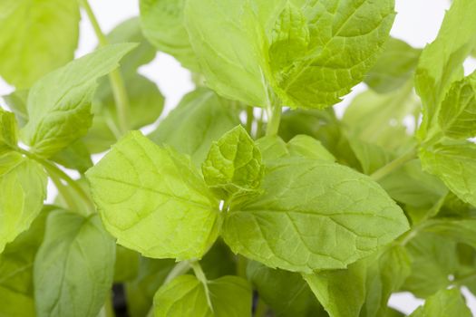 bush of green peppermint close up