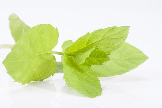 fresh mint leaves on a twig isolated on white background