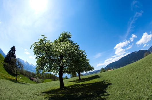 Alps spring, natural colorful tone