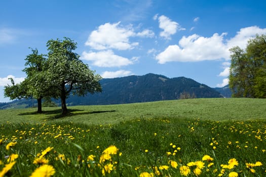 Alps spring, natural colorful tone