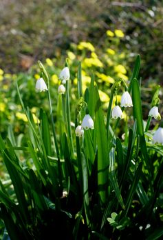 Beauty Lily of the Valley with Shadows on Blurred Yellow Flowers background Outdoors