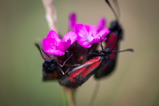 Butterflies on small pink wild flowers on green meadow with shalow depth of field