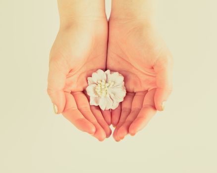 white flower in women's hands. studio shot