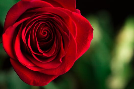 Close-up view of beatiful dark red rose. Macro shot