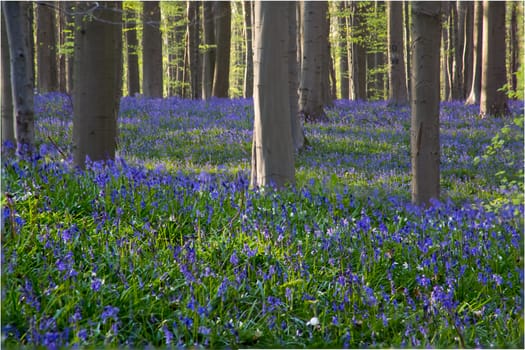 The bluebells flowers during springtime in Hallerbos, Halle, Belgium