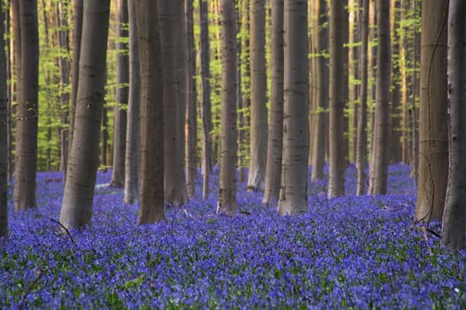 The bluebells flowers during springtime in Hallerbos, Halle, Belgium