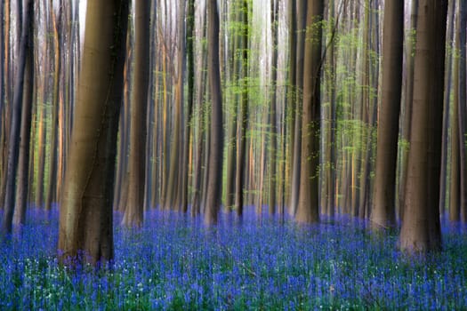 The bluebells flowers during springtime in Hallerbos, Halle, Belgium