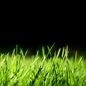 grass over black background, swallow depth of field
