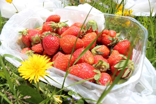 Fresh strawberries in a plastic box, mountain picnic 