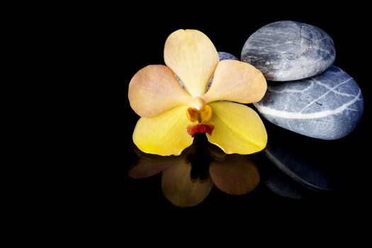 zen basalt stones and orchid isolated on black