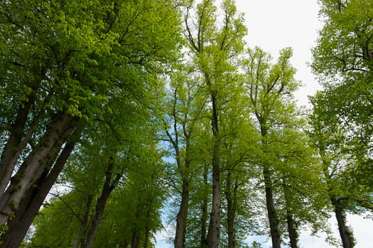 Deep in the forest green beautiful nature landscape                                        