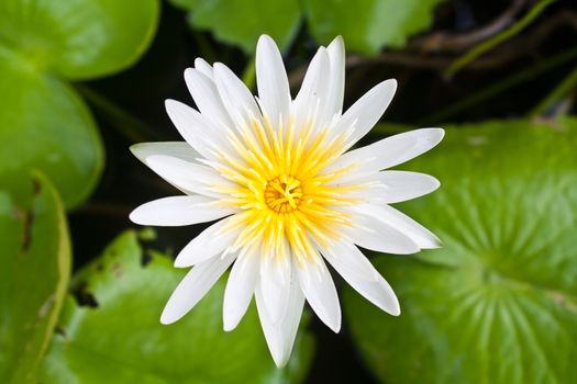 Beautiful White Lotus Flower (Nelumbo sp.) in a Pond