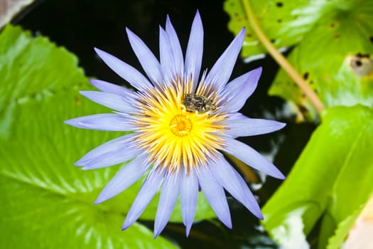 Beautiful Purple Lotus Flower (Nelumbo sp.) in a Pond