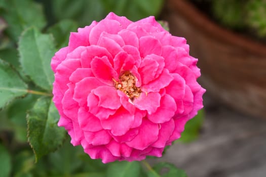 Beautiful Pink Rose Flower (Rosa sp.) in a Park