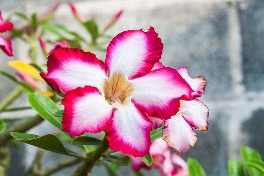 Beautiful Pink Desert Rose Flower (Adenium sp.) in a Garden