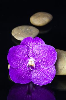 zen basalt stones and orchid isolated on black.