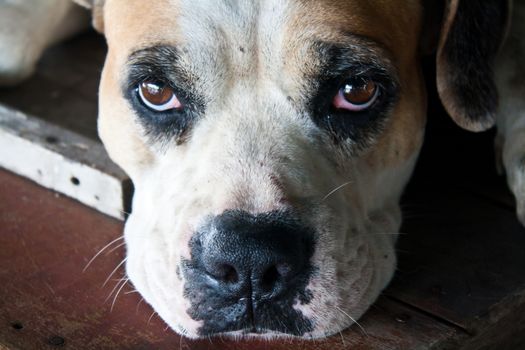 The Dog with Sad Eyes Stock Photo