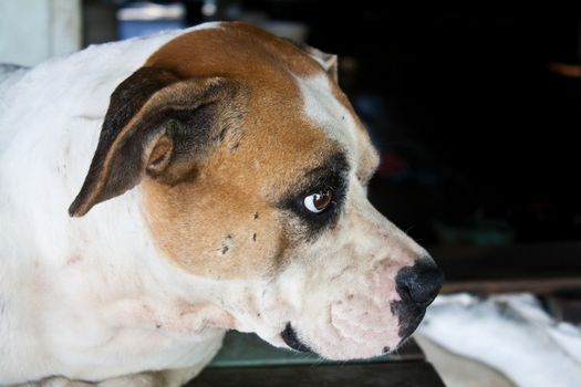 The Dog with Sad Eyes Stock Photo