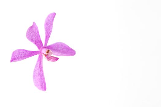 purple orchid flowers isolated on white backgroun