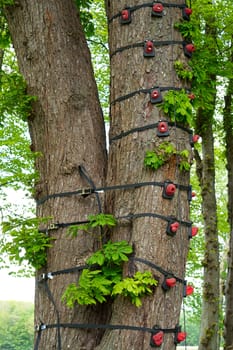 Climbing equipment tied to a big tree in an adventure sports activity park                      