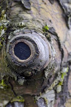 Old apple trunk,Picture of 