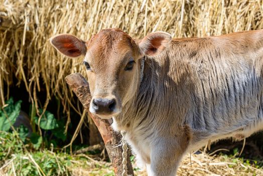 A calf attached to a pole